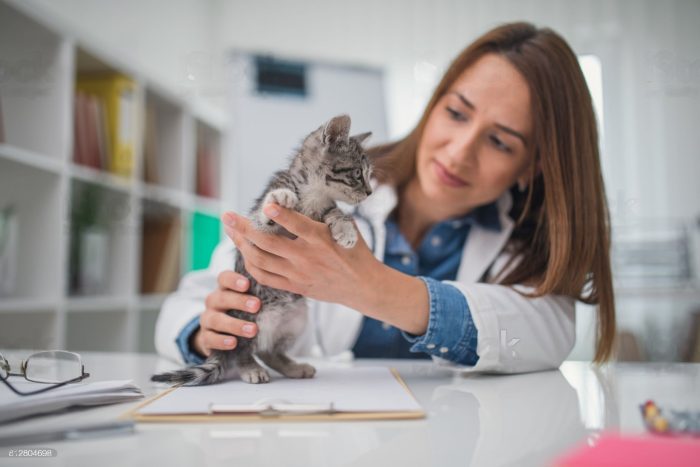 The Benefits of Pet Insurance in Kuwait: Peace of Mind for You and Your Pet